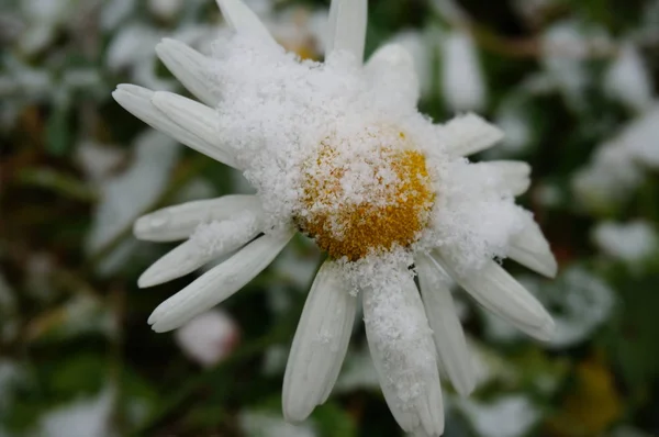 daisy under the snow in the park