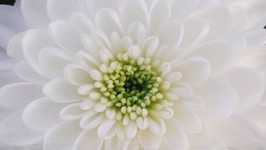 Parktaki kasımpatı sildim. 