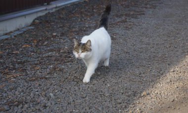 Yürüyüşe çıkmış çok kızgın beyaz kedi.