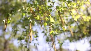 Bahar sahnesinde çiçek açan huş ağaçları ve yumuşak yeşil yapraklar ılık güneş ışığına karşı rüzgarda sallanıyor.