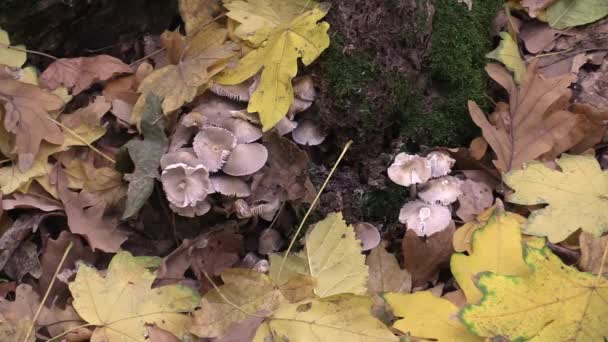 Monte Toadstools Pálidos Debaixo Uma Árvore Folhagem Cai Sobre Cogumelos — Vídeo de Stock