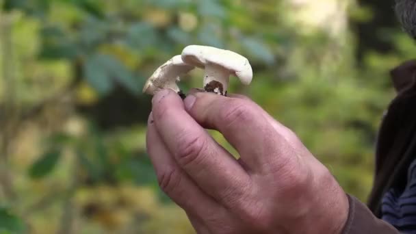 Colhedor Cogumelos Nas Mãos Mostra Cogumelo Porcini Comestível — Vídeo de Stock