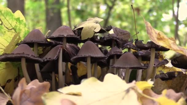 Psilocybin Mushrooms Family Poisonous Hallucinogenic Mushrooms — Stockvideo