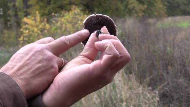 Le cueilleur de champignons montre comment distinguer un champignon toxique d'un champignon comestible .