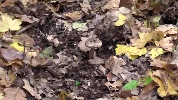 Raccoglitore Funghi Disseppellisce Foglie Trova Fungo — Video Stock