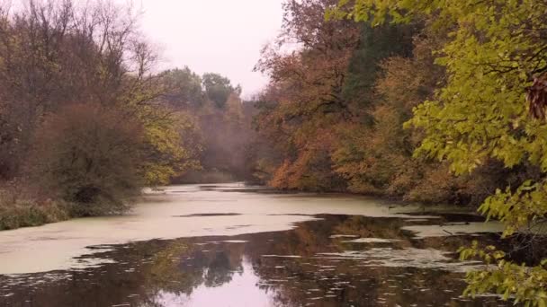 Hermoso Bosque Otoño Cerca Del Río — Vídeos de Stock