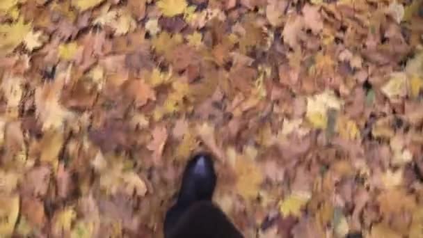 First Person View Autumn Forest Man Walks Path Bots Leaves — Stockvideo
