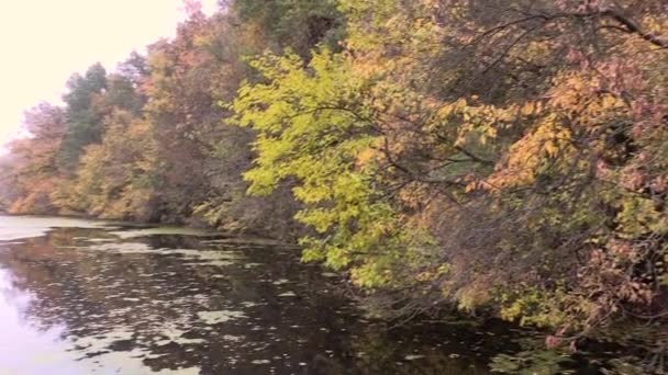 Schöner Herbstwald Der Nähe Des Flusses — Stockvideo