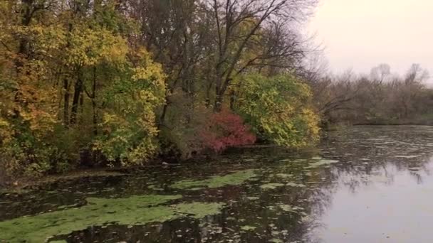 Hermoso Bosque Otoño Cerca Del Río — Vídeo de stock