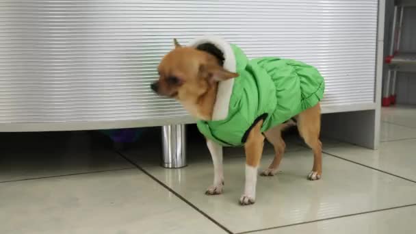 Een Kleine Hond Een Groen Jasje Zwaait Krachtig Met Zijn — Stockvideo