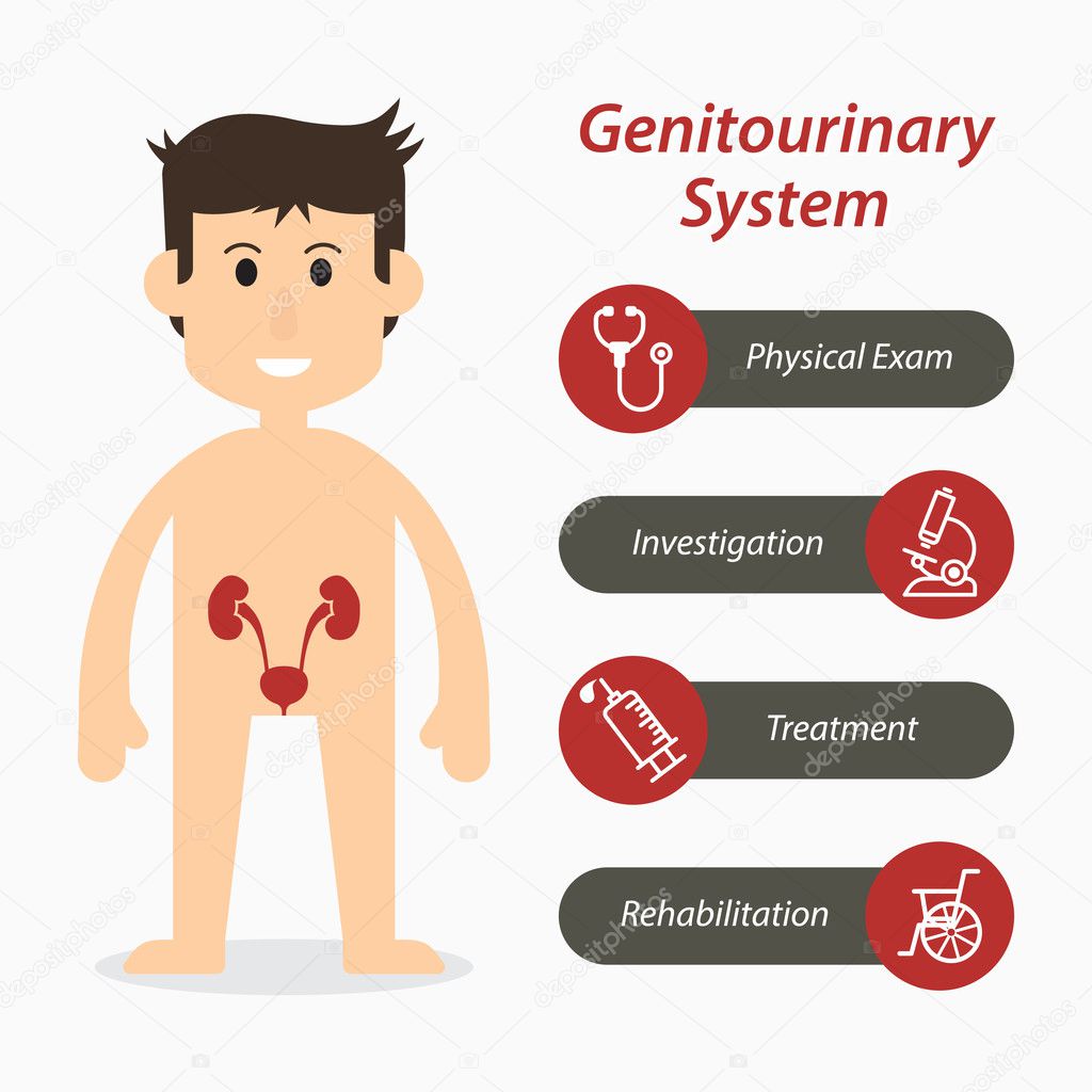 Genitourinary system and medical line icon ( flat design )