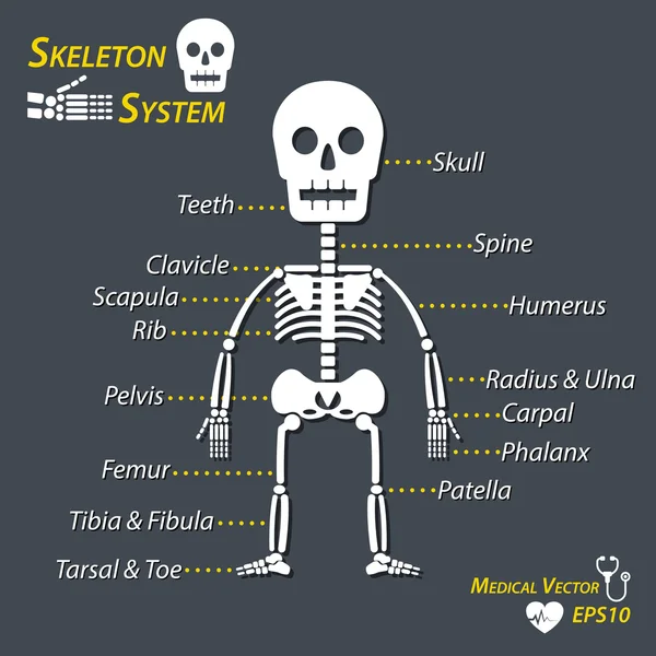 Human skeleton and all name of bone (skull , cervical spine , humerus , radius , ulna , carpal , phalanx , teeth , clavicle , scapula , rib , pelvic , femur , patella , tibia , fibula , tarsal , toe ) — Stock Illustration Human skeleton and all name of bone (skull , cervical spine , humerus , radius , ulna , carpal , phalanx , teeth , clavicle , scapula , rib , pelvic , femur , patella , tibia , fibula , tarsal , toe ) Stock Illustration