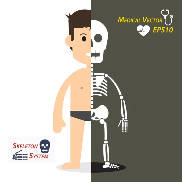 Human and skeleton ( flat design ) — Stock Illustration Human and skeleton ( flat design ) Royalty Free Stock Illustrations