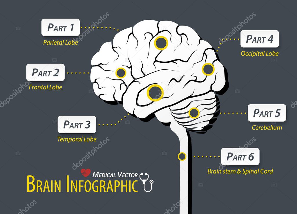 Brain infographic . Flat design .
