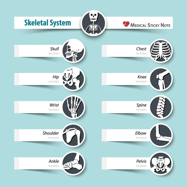 Skeletal System . medical sticky note style . flat design . — Stock Vector