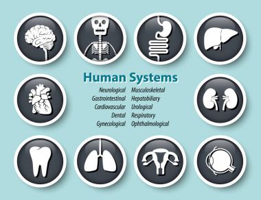 İnsan sistemleri simge kümesi. Yuvarlak cam kapak tasarımı. Vektör