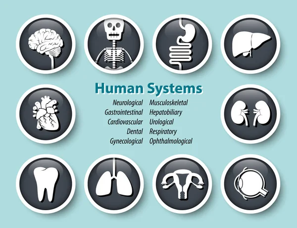 İnsan sistemleri simge kümesi. Yuvarlak cam kapak tasarımı. Vektör