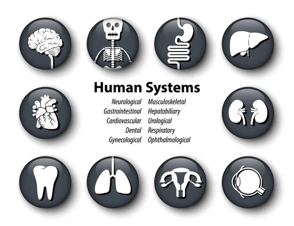 İnsan sistemleri simge kümesi. Yuvarlak cam kapak tasarımı. Vektör