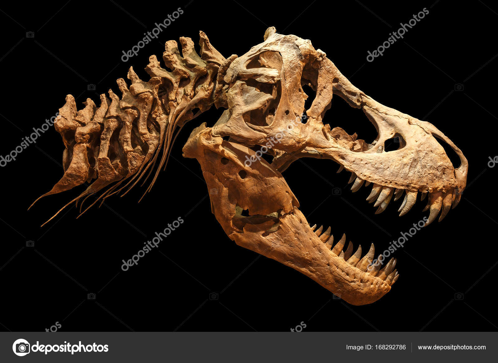 702 fotos de stock e banco de imagens de T Rex Skeleton - Getty Images