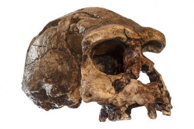 Homo erectus kafatası (eğik görünümü). 1969 yılında Sangiran, Java, Endonezya keşfetti. 1 milyon yıl önce tarihli