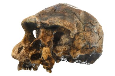 Homo erectus kafatası (eğik görünümü). 1969 yılında Sangiran, Java, Endonezya keşfetti. 1 milyon yıl önce tarihli