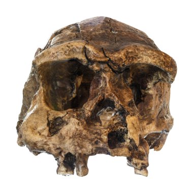 Homo erectus kafatası (ön görünümü). 1969 yılında Sangiran, Java, Endonezya keşfetti. 1 milyon yıl önce tarihli
