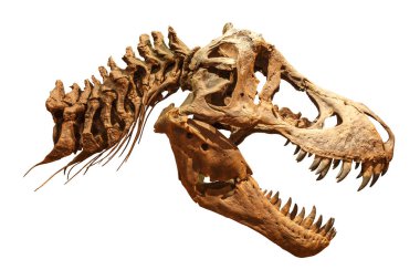 Tyrannosaurus rex (T-rex) iskelet izole arka plan üzerinde. (Kafatası ve boyun )