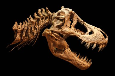 Tyrannosaurus rex (T-rex) iskelet izole arka plan üzerinde. (Kafatası ve boyun )