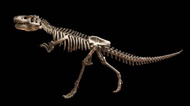 Siamotyrannus isanensis (Tyrannosauridae aile) izole arka plan üzerinde iskelet