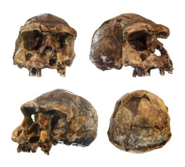 Homo erectus kafatası kümesi. 1969 yılında Sangiran, Java, Endonezya keşfetti. 1 milyon yıl önce çıkmıştım. (açık. yan. eğik. arkadan görünüm )