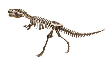 Siamotyrannus isanensis (Tyrannosauridae aile) izole arka plan üzerinde iskelet