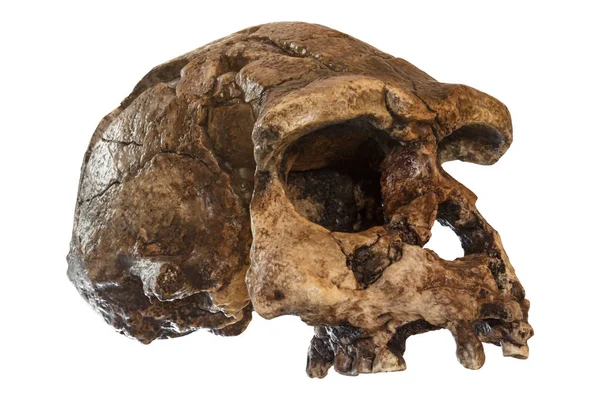 Homo erectus skull ( Oblique view ) . Discovered in 1969 in Sangiran , Java , Indonesia . Dated to 1 million years ago — Stock Photo, Image