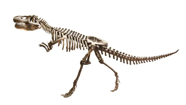 Skeleton of Siamotyrannus isanensis ( Family of Tyrannosauridae ) on isolated background — Stock Photo, Image