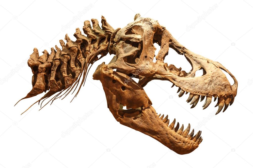 complete trex skeleton