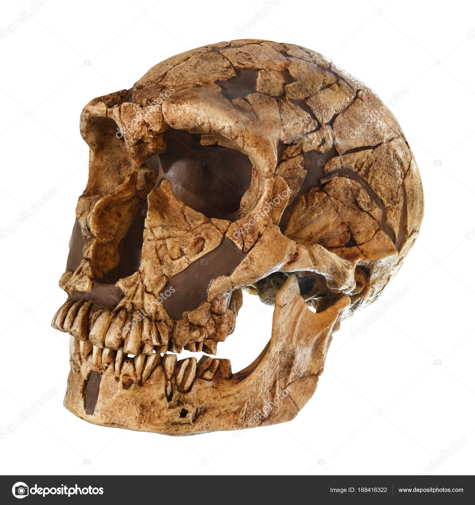 Crânio do Homo Neanderthalensis. (La Ferrassie). Datado de há 50 mil anos.  Descoberto em 1909 em La Ferrassie, França — Foto © stockdevil_666  #168416322, image size:1600x1700