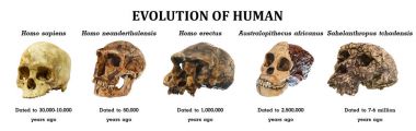 İnsan kafatası (Sahelanthropus tchadensis evrimi. Australopithecus africanus. Homo erectus. Homo neanderthalensis. Homo sapiens )