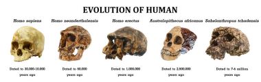 Evolution of human skull ( Sahelanthropus tchadensis . Australopithecus africanus . Homo erectus . Homo neanderthalensis . Homo sapiens ) clipart