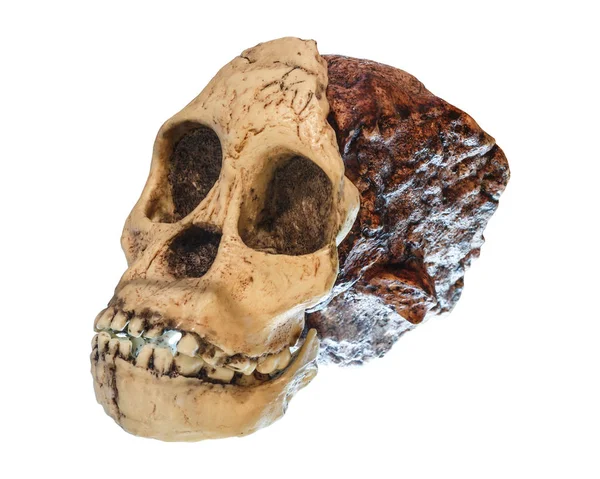 Australopithecus africanus Skull. (Taung Child). Fechado hace 2,5 millones de años. Descubierto en 1924 en una cantera de piedra caliza cerca de Taung Village, Sudáfrica — Foto de Stock