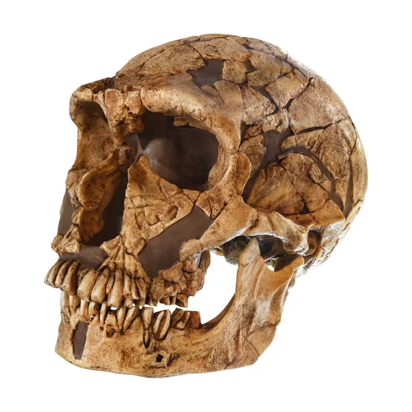 Homo neanderthalensis kafatası. (La Ferrassie). 50,000 yıl önce çıkmıştım. Yapılan kazılarda 1909 yılında La Ferrassie, Fransa — Stok fotoğraf
