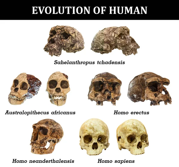 进化的人类头骨 （乍德人猿。非洲南猿。直立猿人。智人尼安德塔人。智人 ) — 图库照片