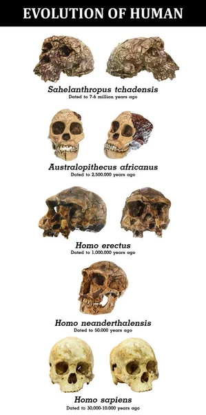 Evolusi tengkorak manusia (Sahelanthropus tchadensis. Australopithecus africanus. Homo erectus. Homo neanderthalensis. Homo sapiens  ) — Stok Foto