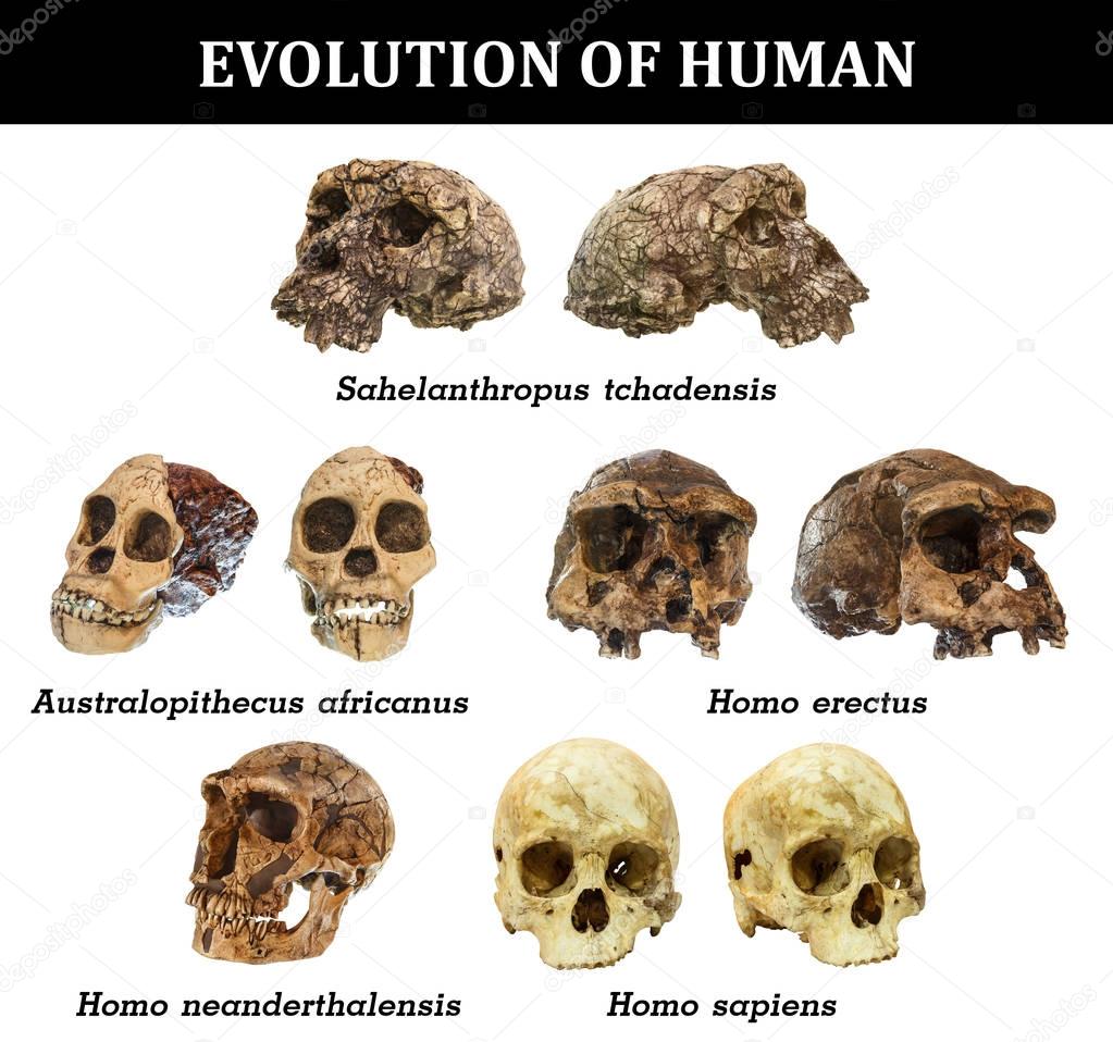 Evolution of human skull ( Sahelanthropus tchadensis . Australopithecus africanus . Homo erectus . Homo neanderthalensis . Homo sapiens )
