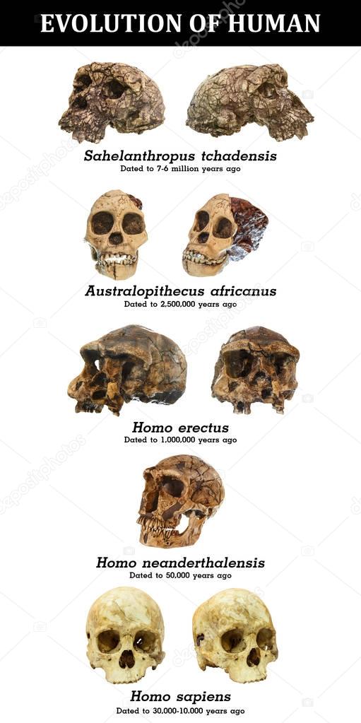 Evolution of human skull ( Sahelanthropus tchadensis . Australopithecus africanus . Homo erectus . Homo neanderthalensis . Homo sapiens )