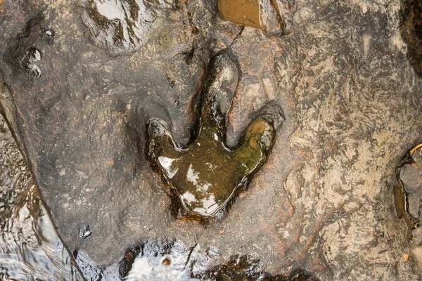 Dinozor (Carnotaurus) yere yakın Phu Faek national forest Park, Kalasin, Tayland akışı üzerinde ayak izi. Su üzerinde oturum — Stok fotoğraf