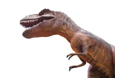 Tyrannosaurus rex savaşıyor. İzole arka plan