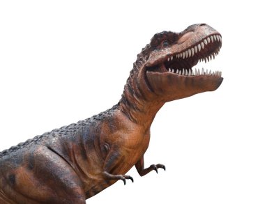 Tyrannosaurus rex savaşıyor. İzole arka plan