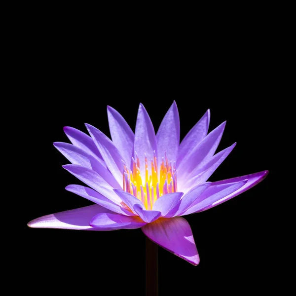Lila Lotus auf isoliertem Hintergrund — Stockfoto
