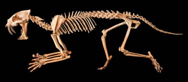 Saber - dişli kaplan (Hoplophoneus primaevus) iskelet. İzole arka plan