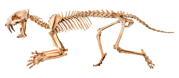Saber - toothed tiger (Hoplophoneus primaevus) skelet. Geïsoleerde achtergrond — Stockfoto