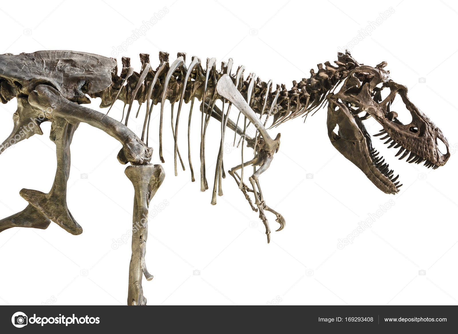 Tyrannosaurus Rex skeleton on isolated background â Stock Editorial Photo © stockdevil_666